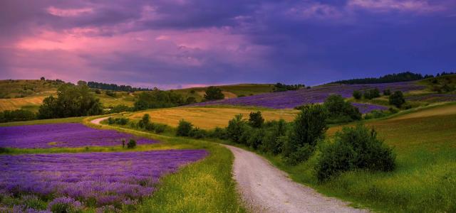 path with purple flowers and sky